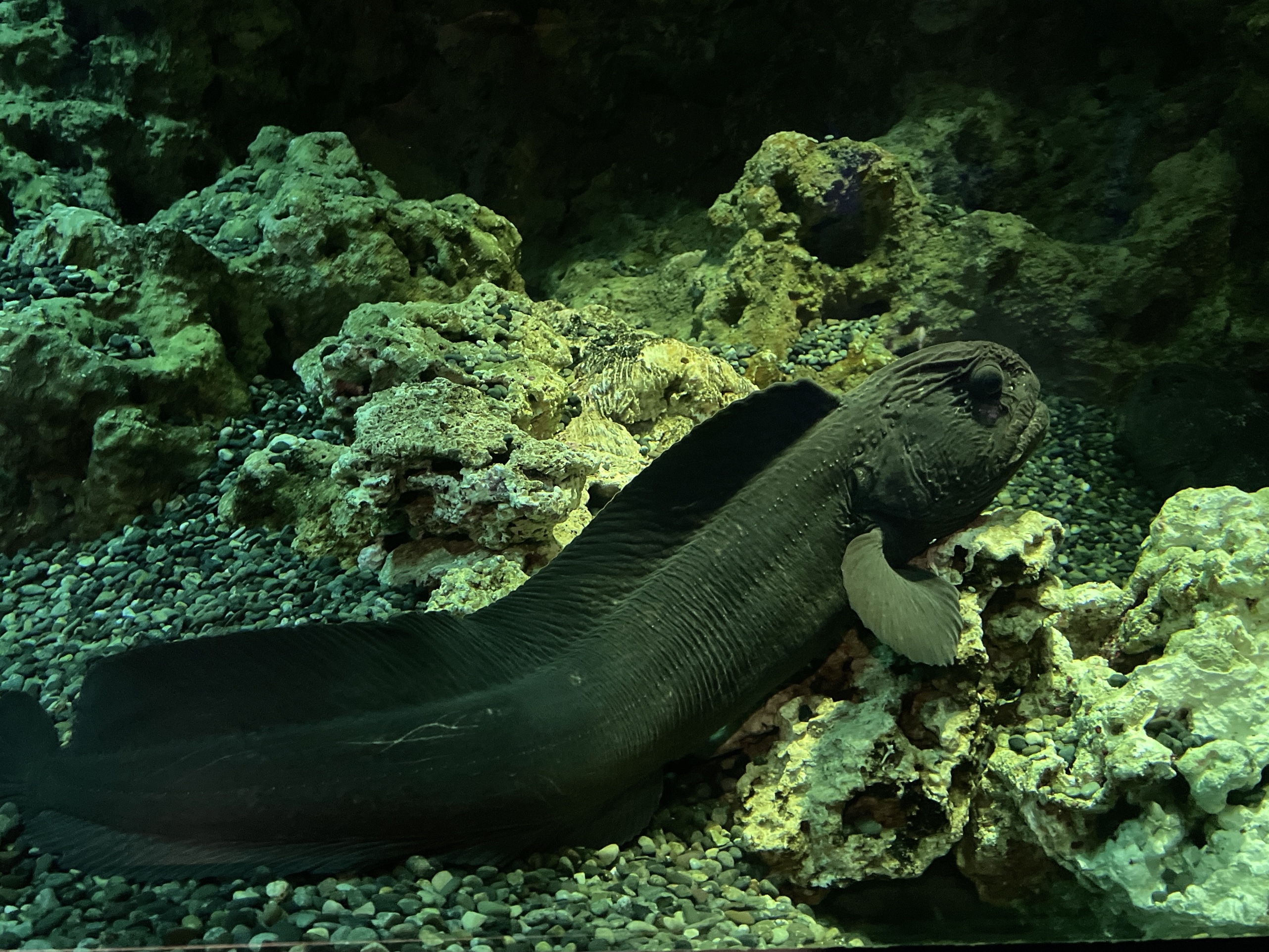 Xpark【深海尋秘】蜘蛛蟹/牡丹蝦/大王具足蟲– 米飛愛生活