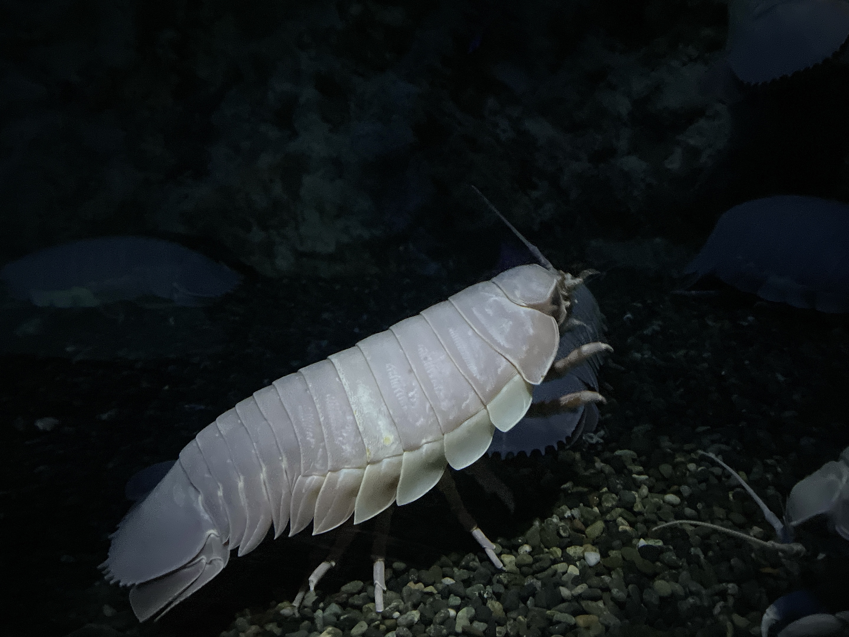 Xpark【深海尋秘】蜘蛛蟹/牡丹蝦/大王具足蟲– 米飛愛生活