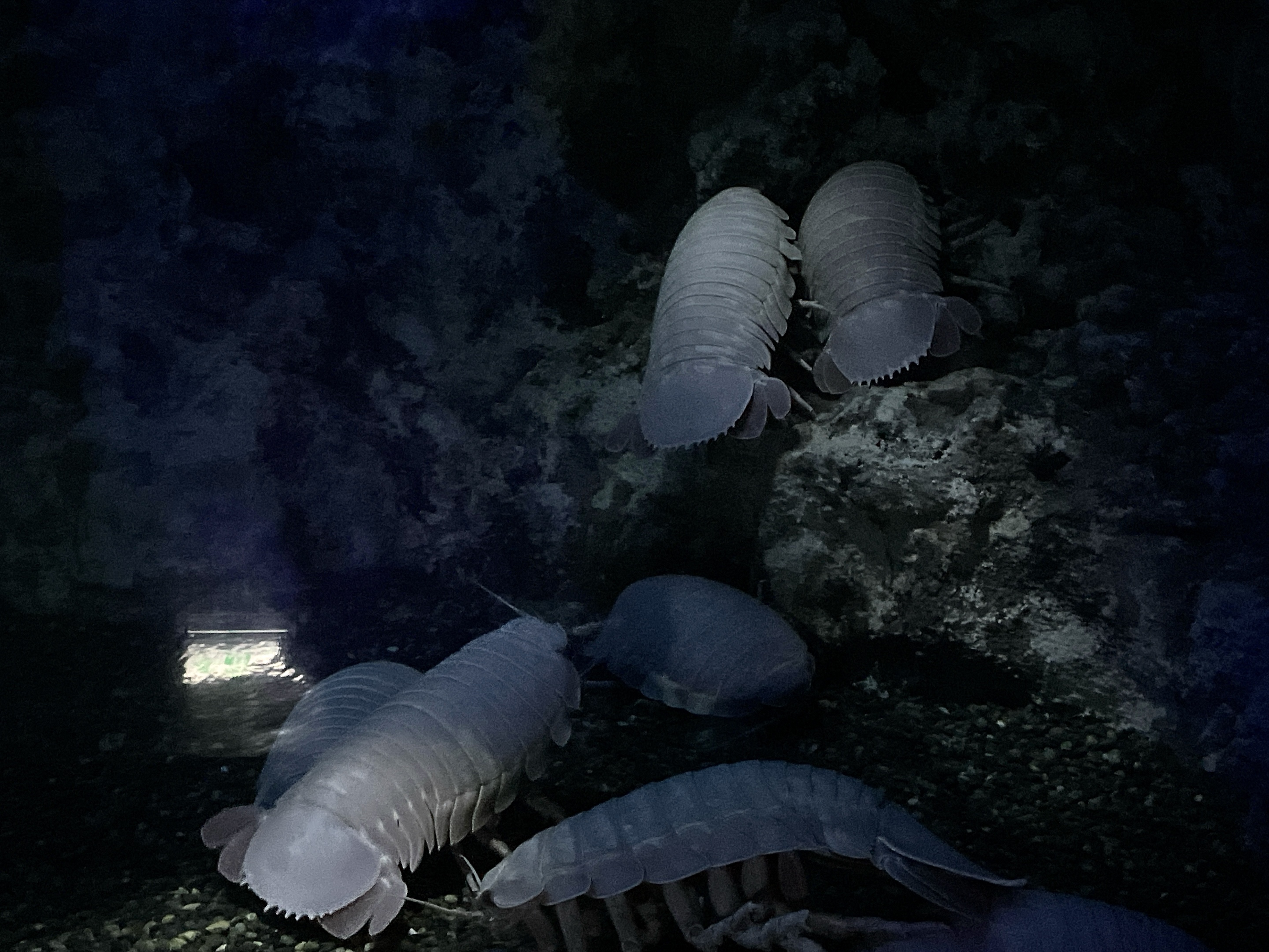 蜘蛛貝 hqdefault.jpg