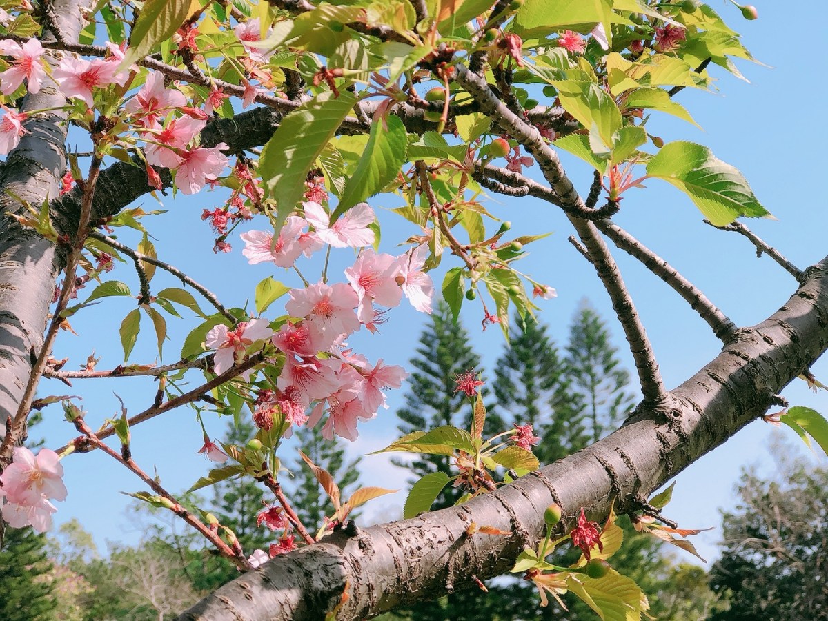 賞櫻野餐【新竹公園】抓住春天的尾巴
