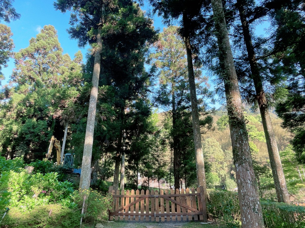 新竹五峰【尤巴士露營區】曾經很多小鹿群聚的美麗杉林